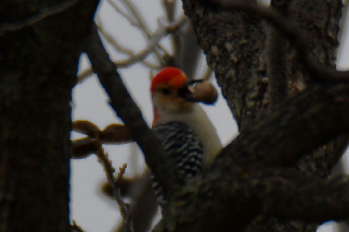 Red-bellied Woodpecker - ML646234950