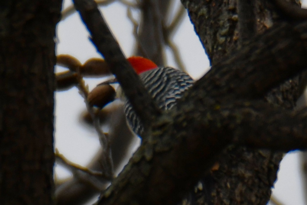 Red-bellied Woodpecker - ML646234953