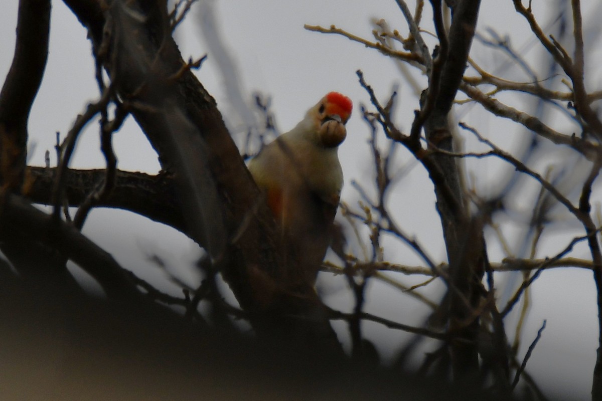 Red-bellied Woodpecker - ML646234955