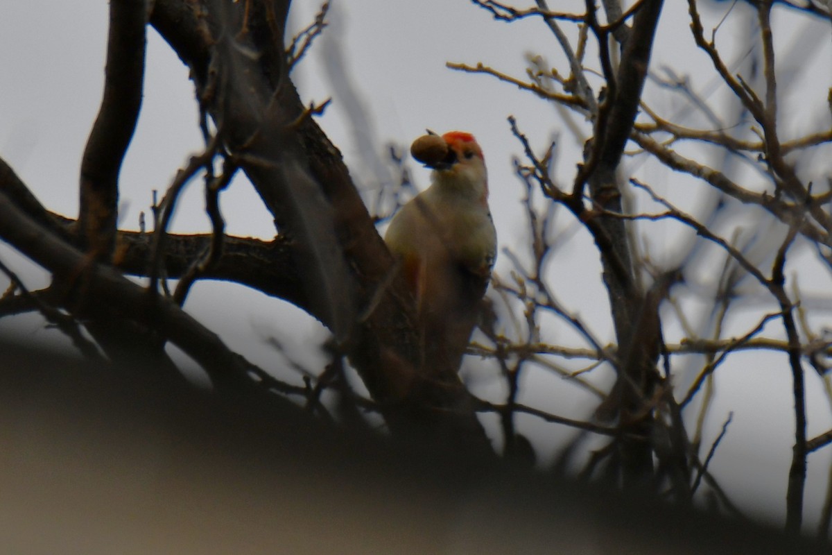Red-bellied Woodpecker - ML646234956