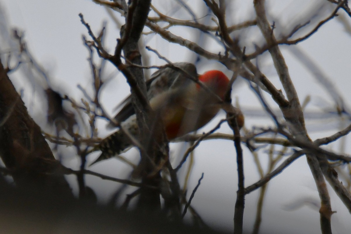 Red-bellied Woodpecker - ML646234957