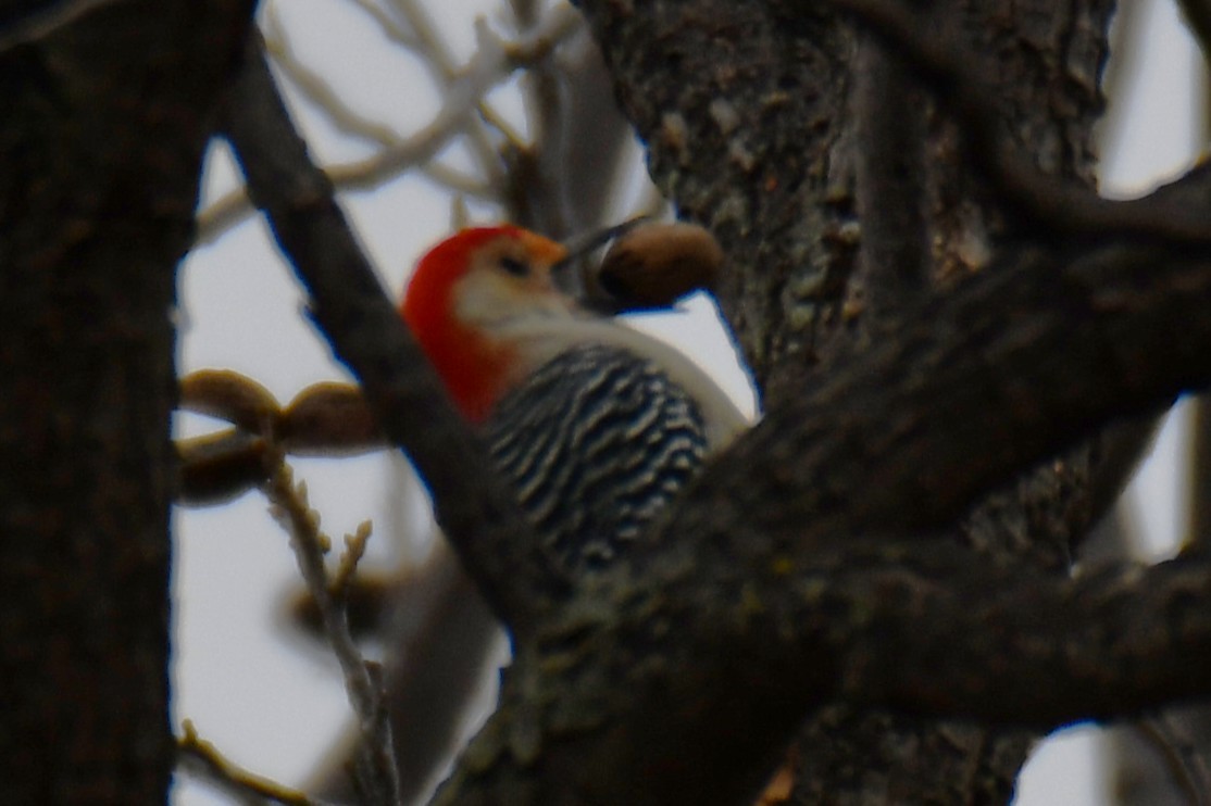 Red-bellied Woodpecker - ML646234959