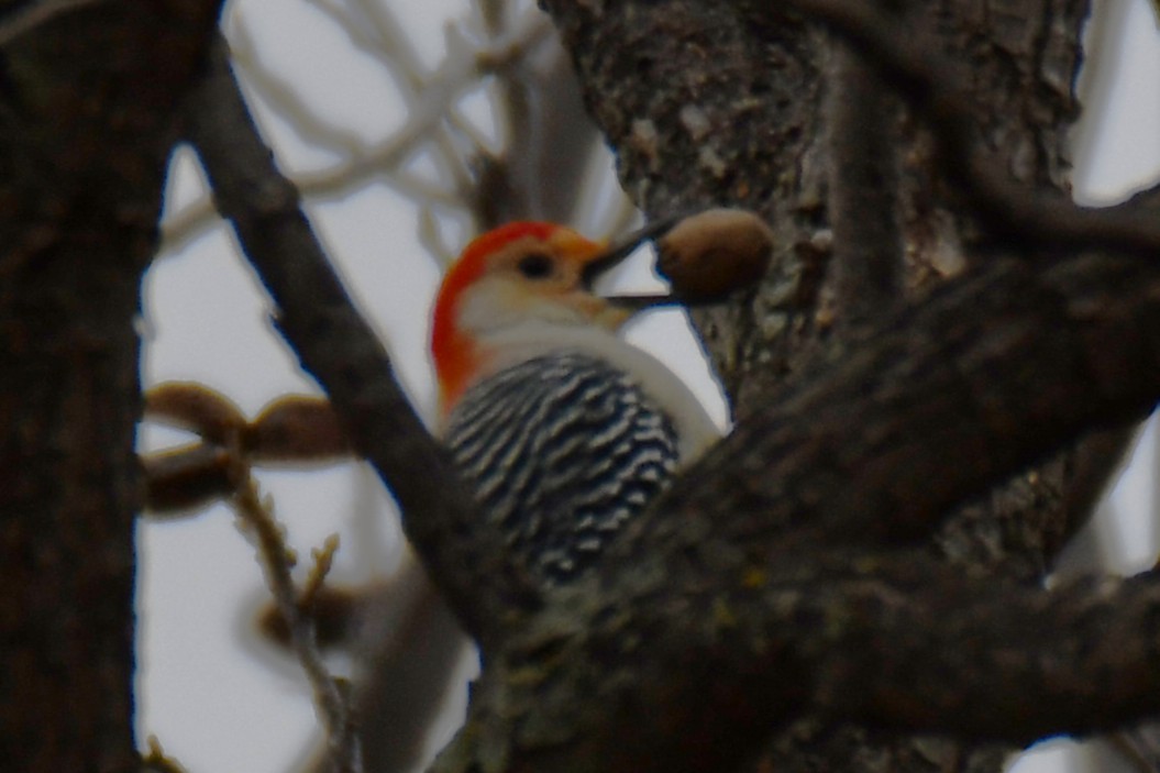 Red-bellied Woodpecker - ML646234960