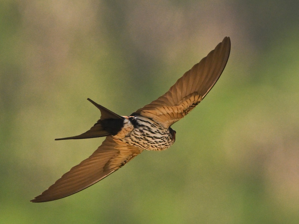 Eastern Red-rumped Swallow - ML646234961