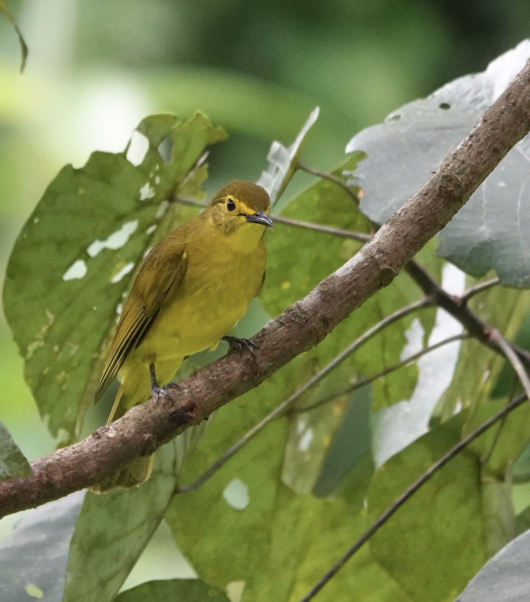 Yellow-browed Bulbul - ML646234962