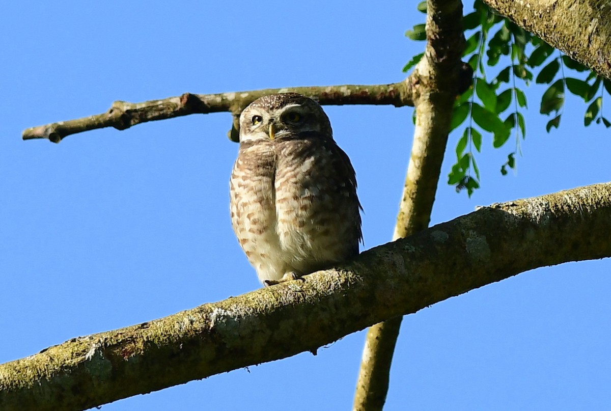 Spotted Owlet - ML646234963