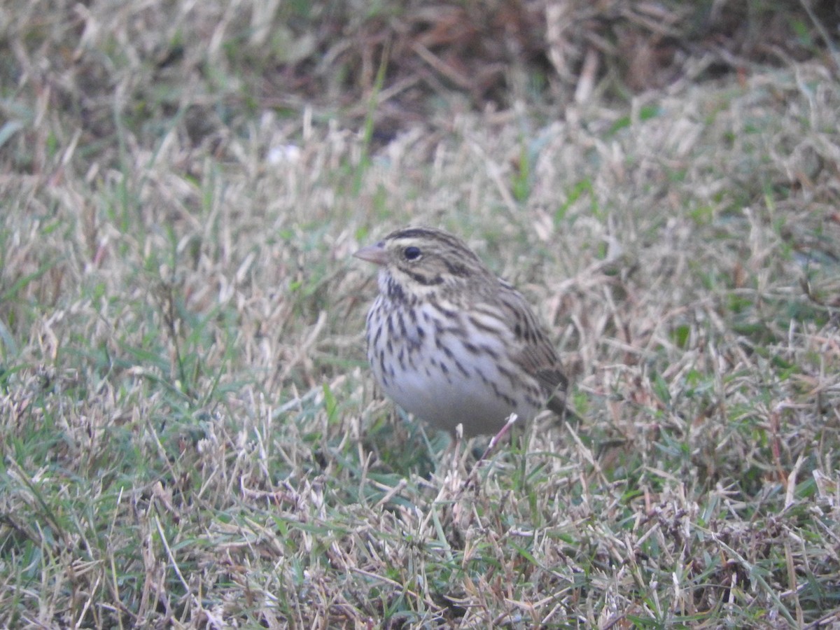 Savannah Sparrow - ML646234964