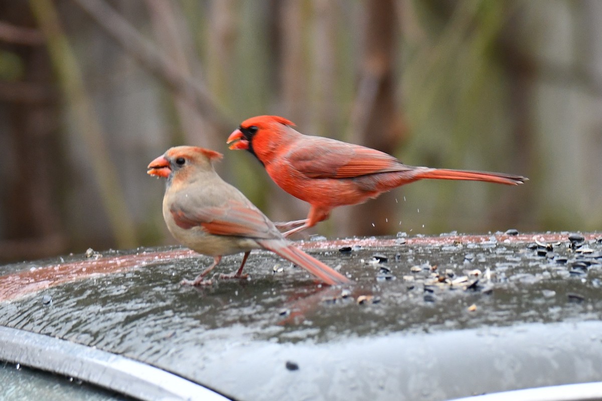 Northern Cardinal - ML646234970