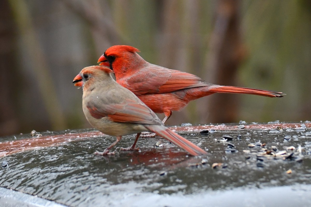 Northern Cardinal - ML646234971