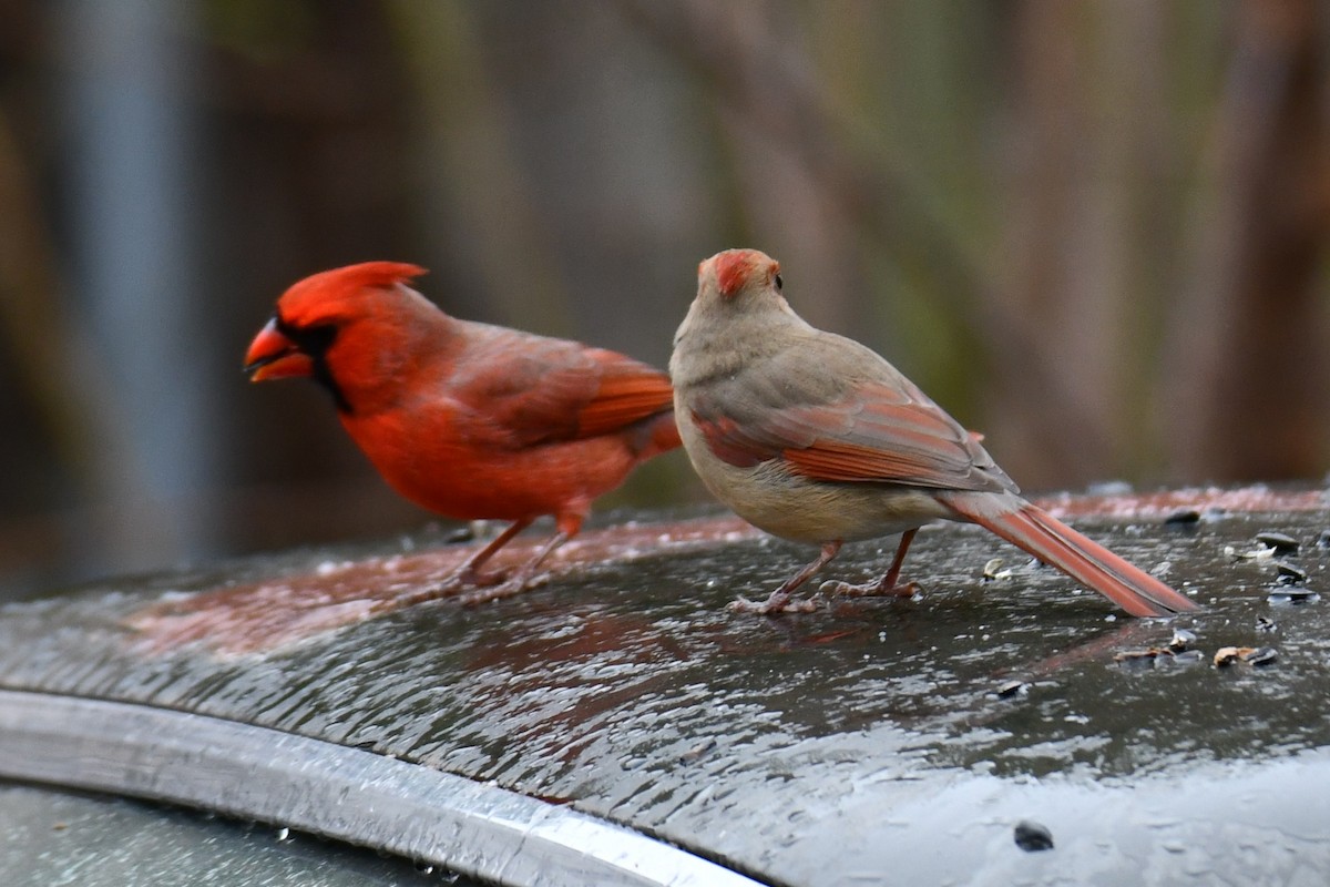 Northern Cardinal - ML646234972