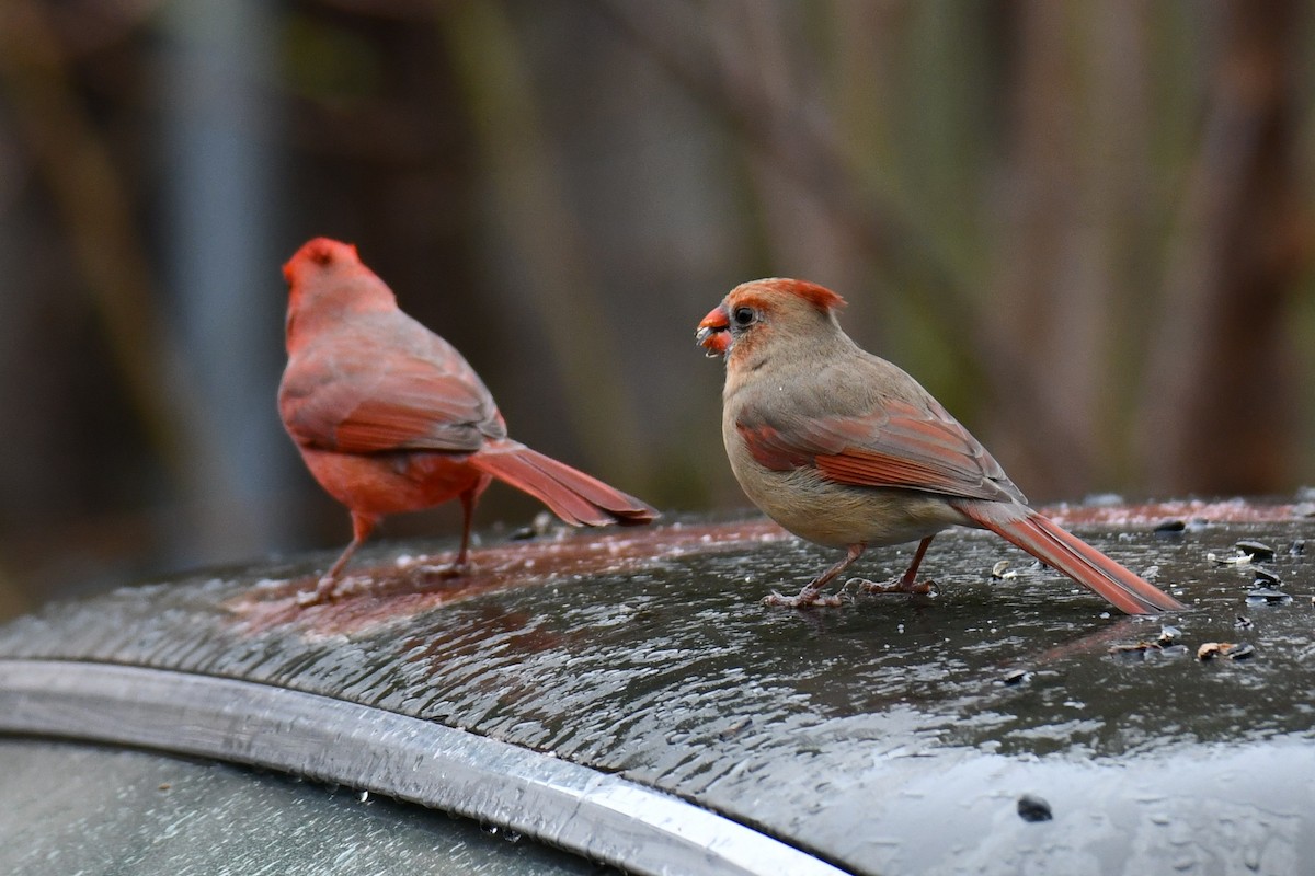 Northern Cardinal - ML646234973
