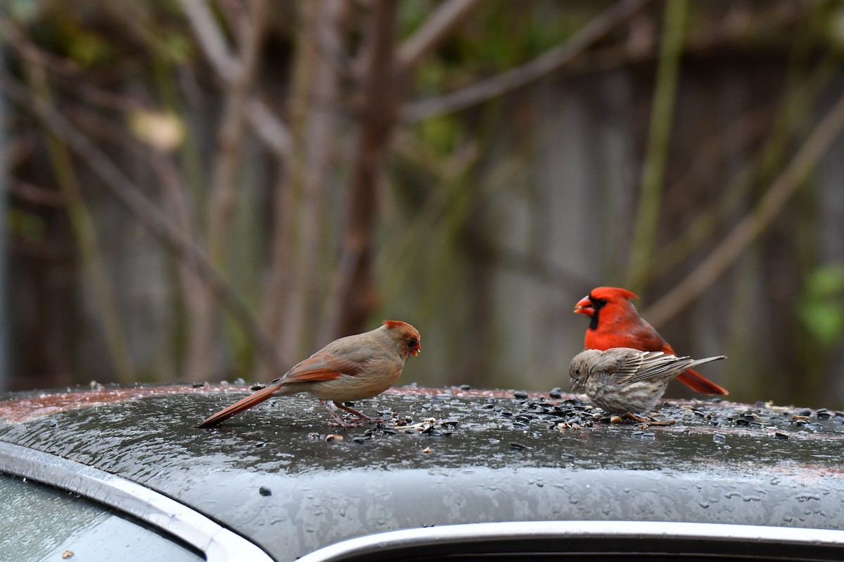 Northern Cardinal - ML646234974