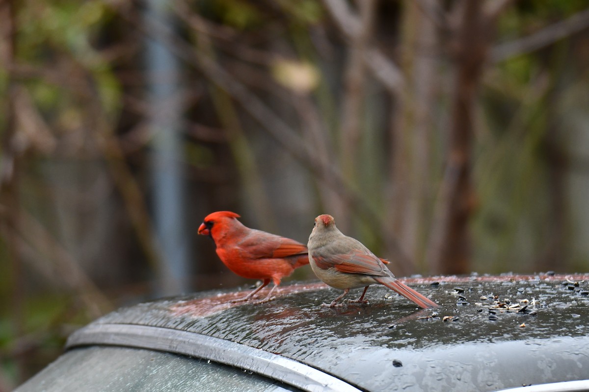 Northern Cardinal - ML646234975