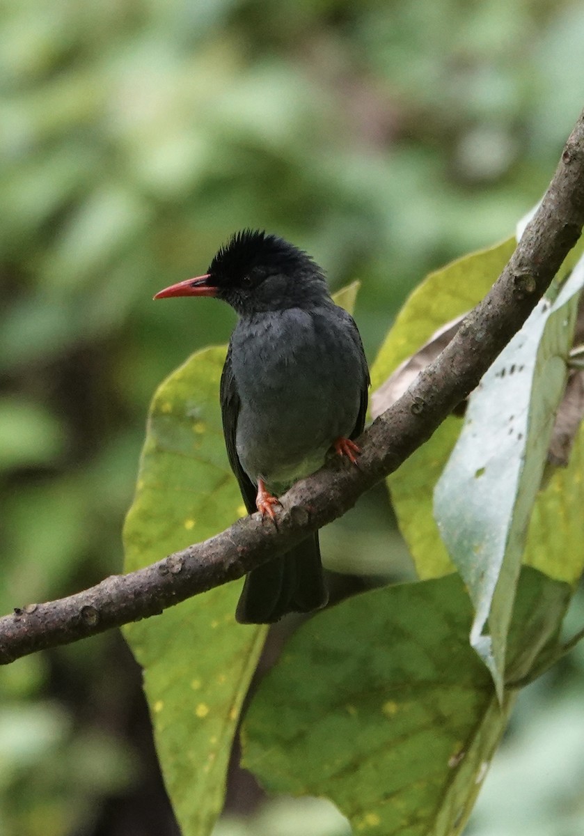 Square-tailed Bulbul - ML646234976