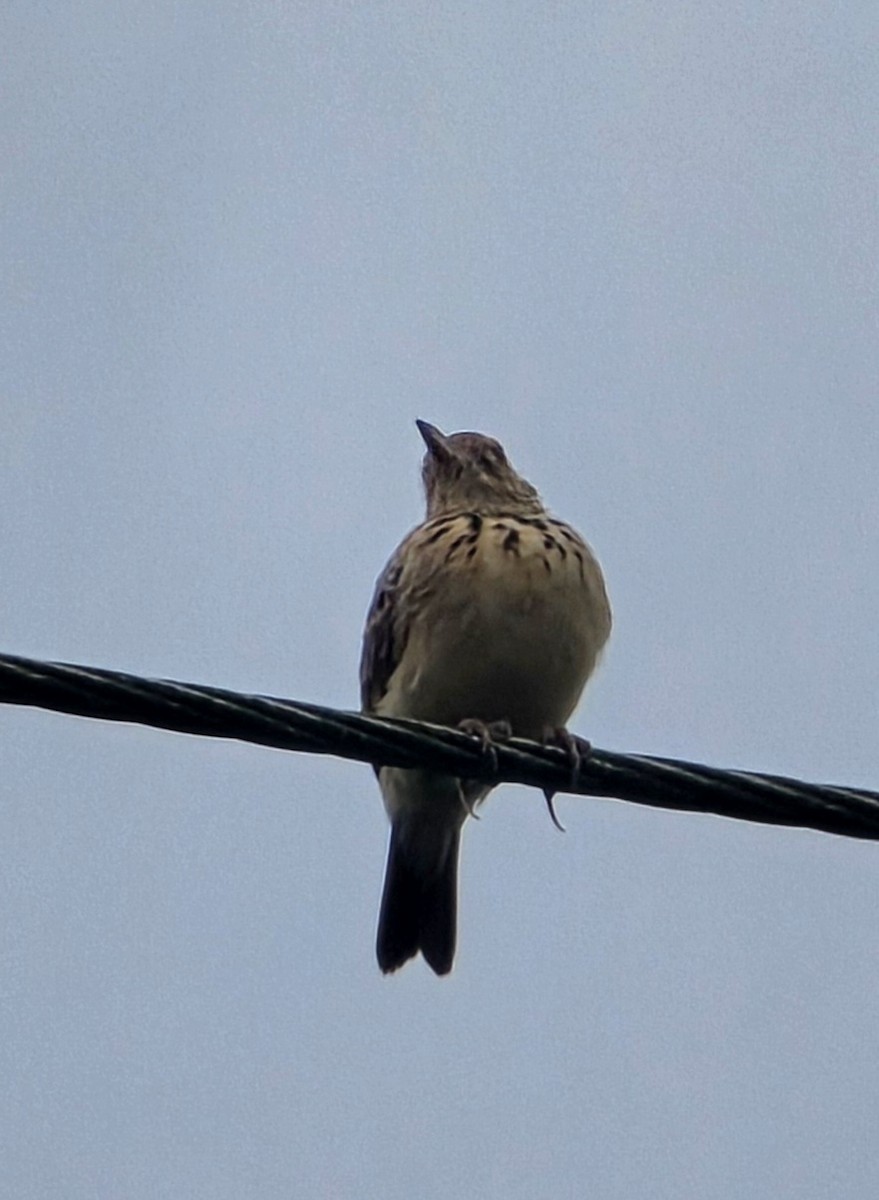 Jerdon's Bushlark - ML646234977