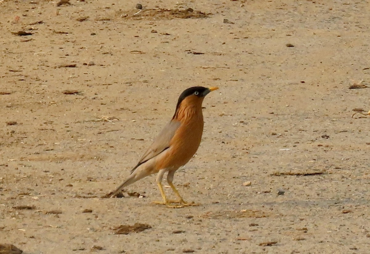Brahminy Starling - ML646234978
