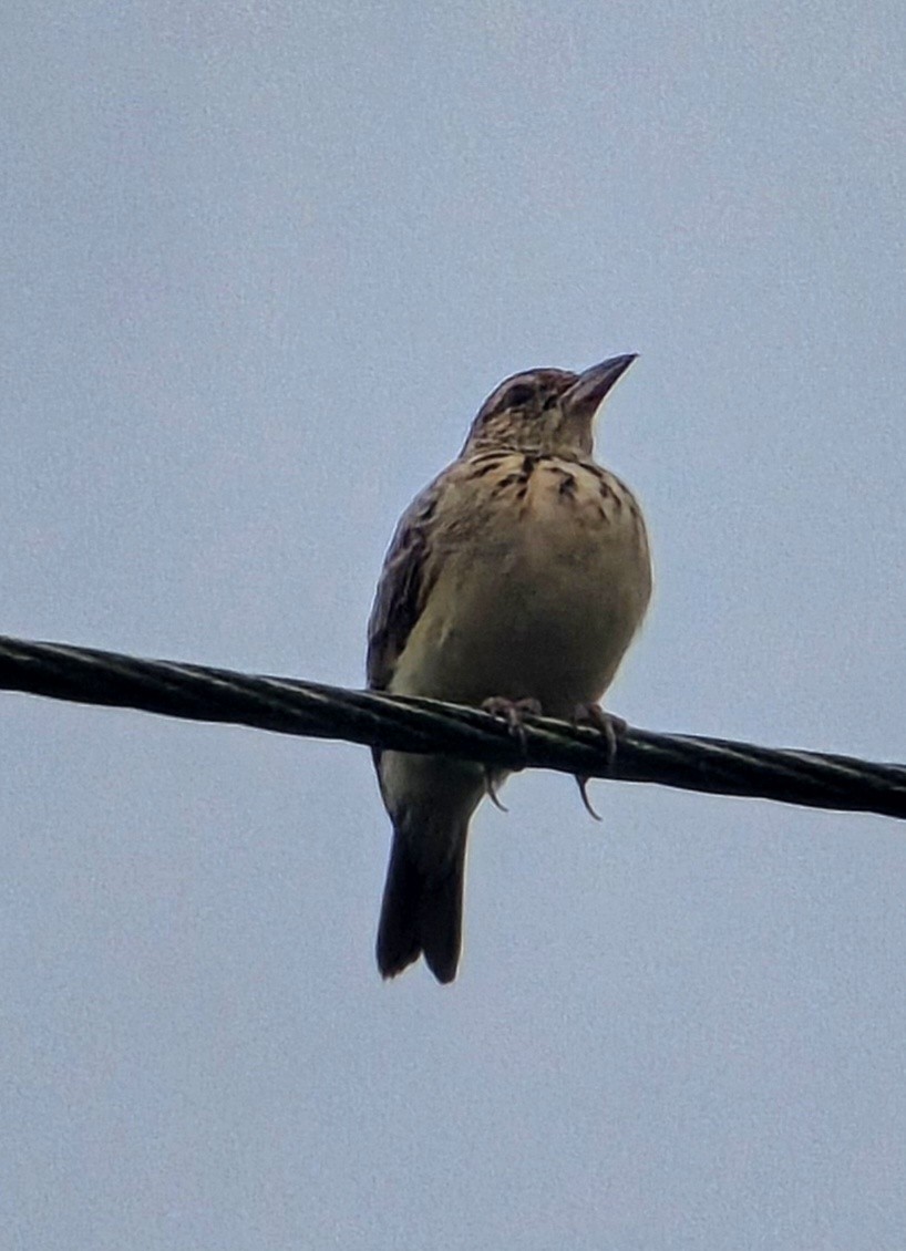 Jerdon's Bushlark - ML646234979