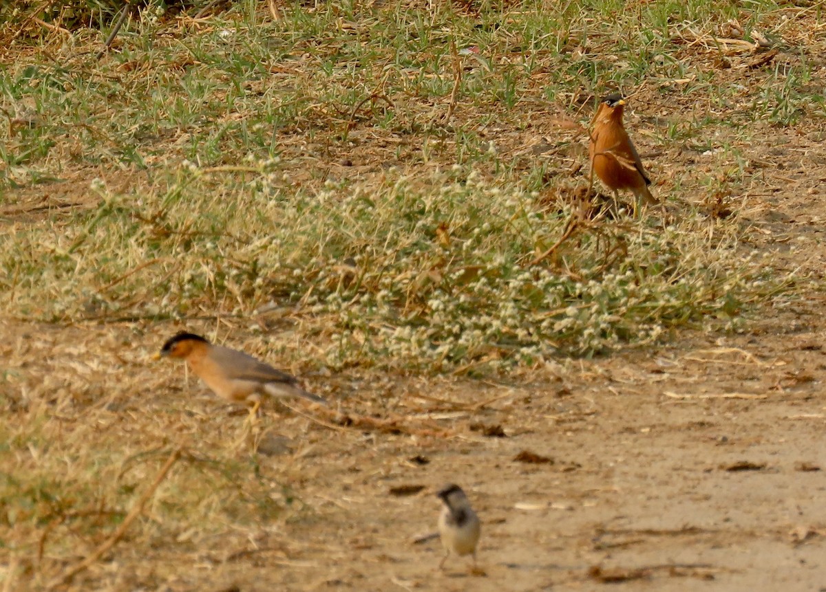 Brahminy Starling - ML646234980