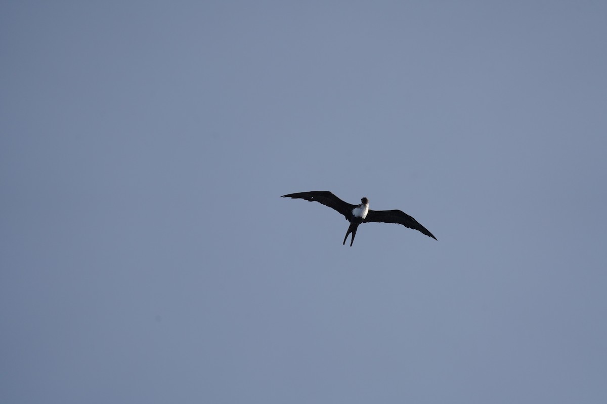 Great Frigatebird - ML646234981