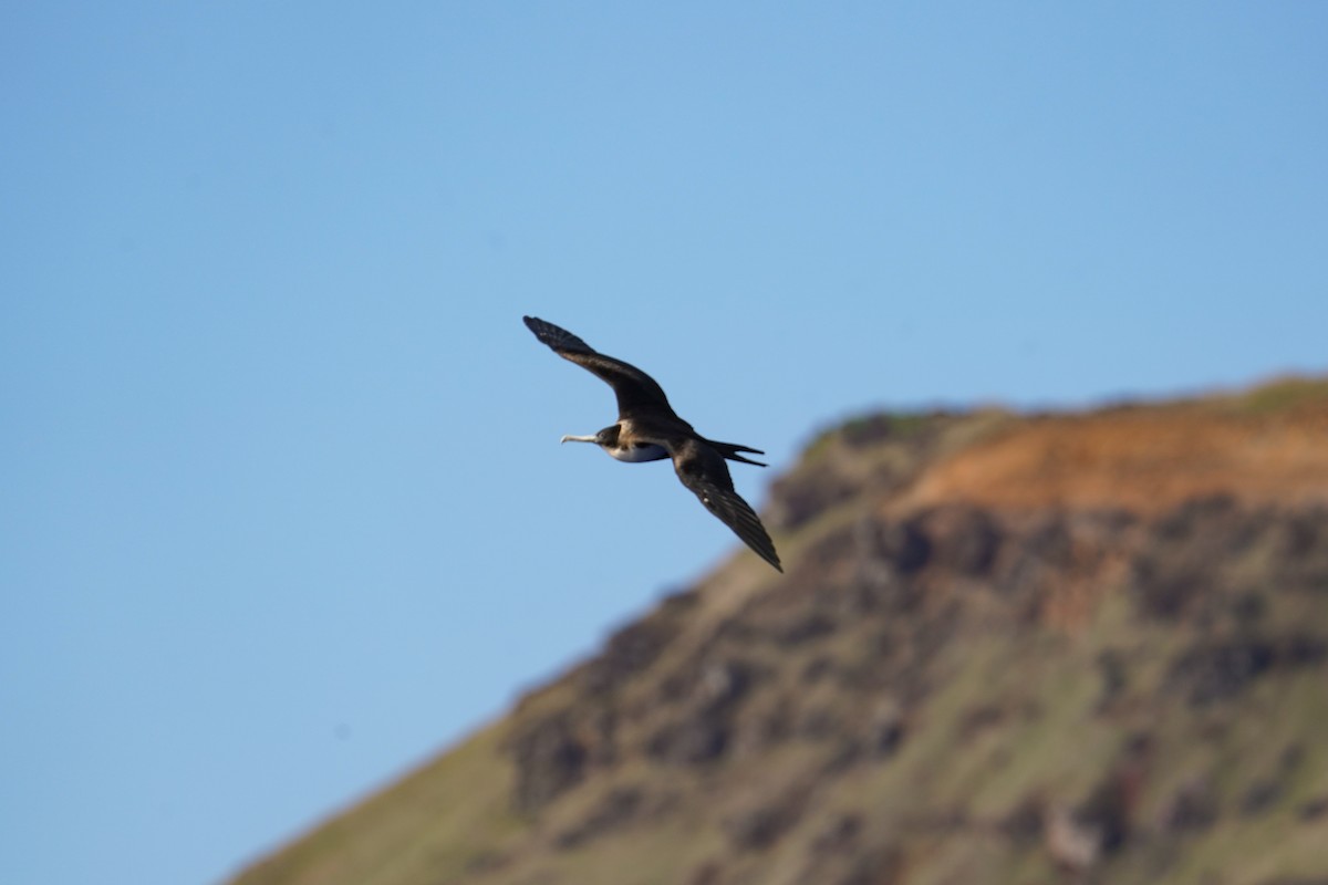 Great Frigatebird - ML646234982