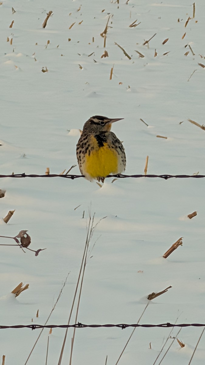 Western Meadowlark - ML646234983