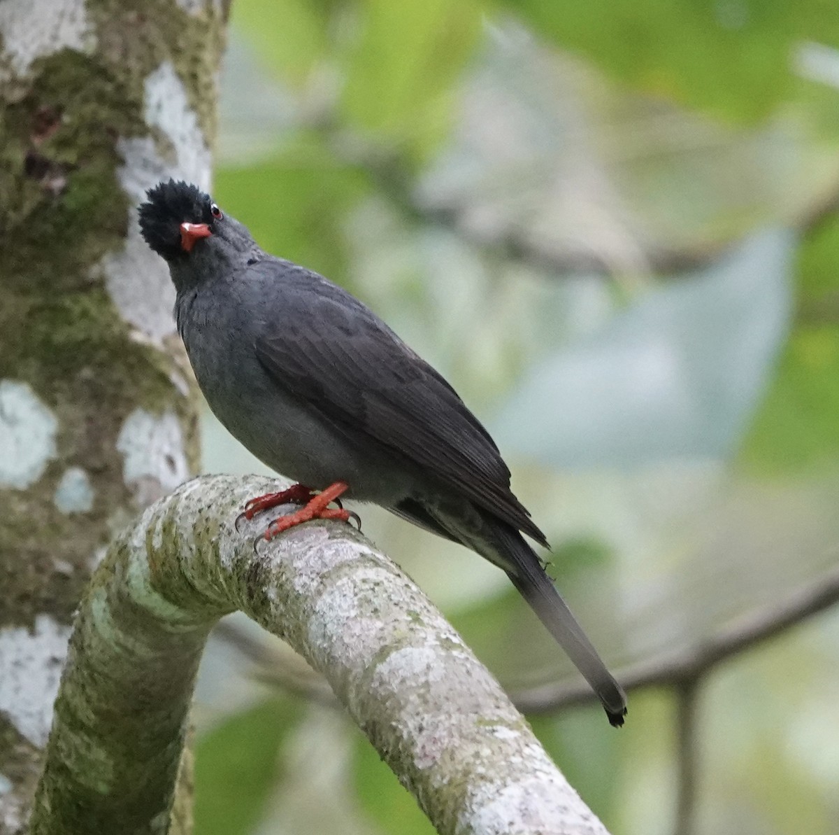 Горована індійська - ML646234984