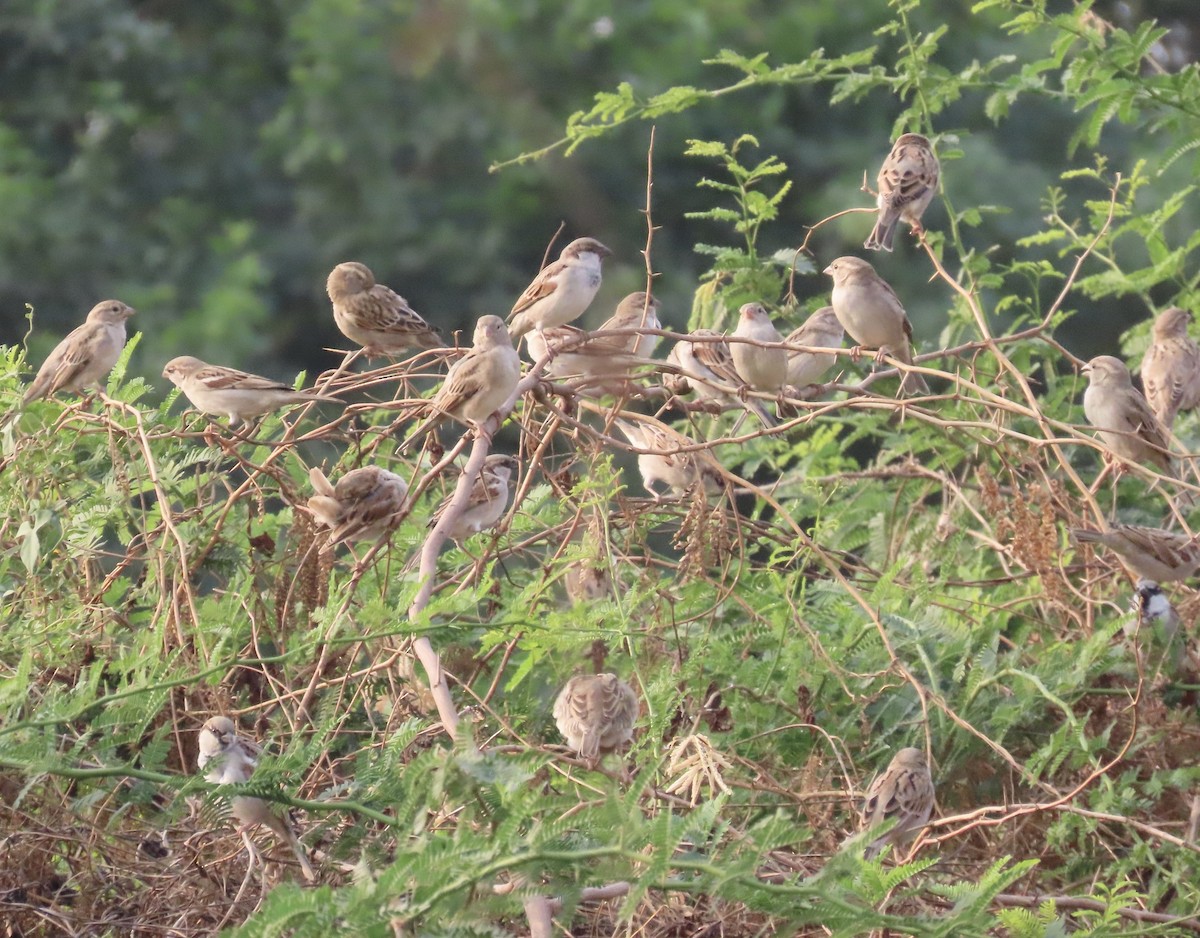 House Sparrow - ML646234993