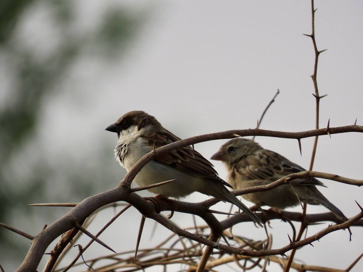 House Sparrow - ML646234994