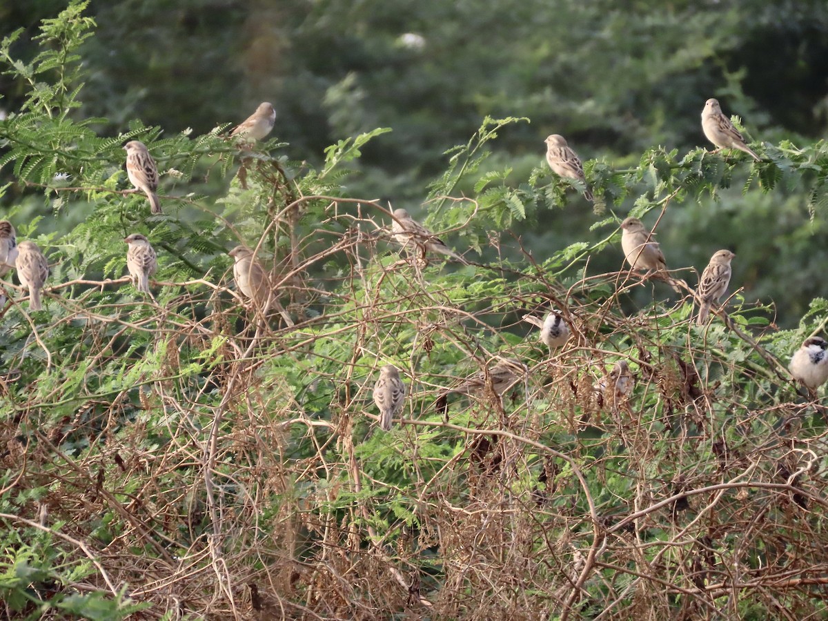 House Sparrow - ML646234995