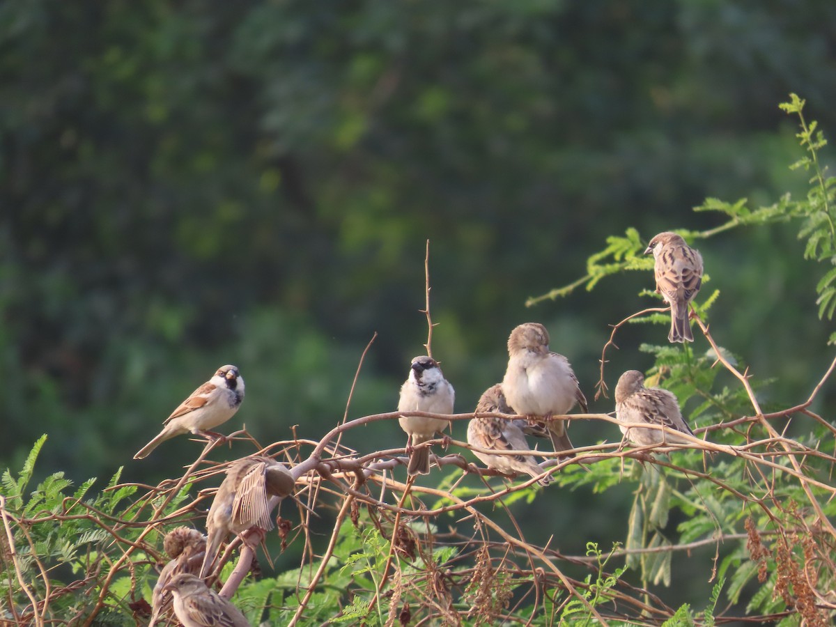 House Sparrow - ML646234996