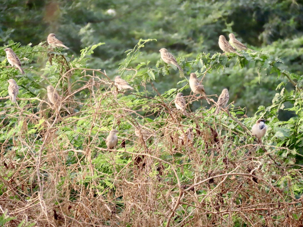 House Sparrow - ML646234997