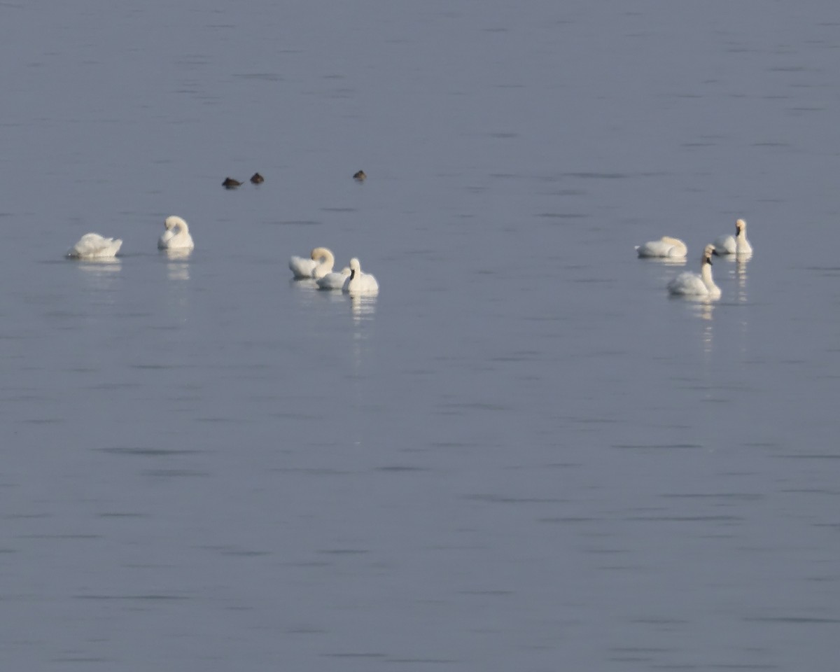 Tundra Swan - ML646235003