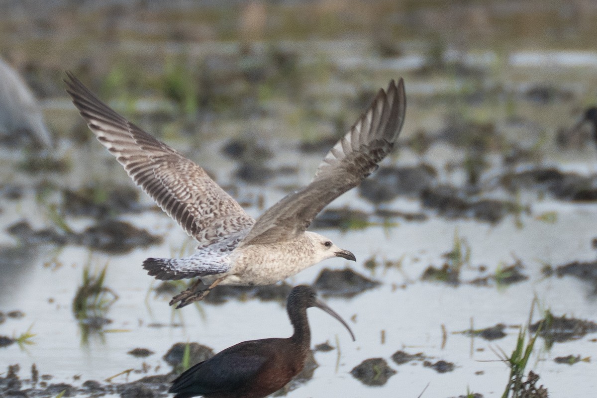 Yellow-legged Gull - ML646235004