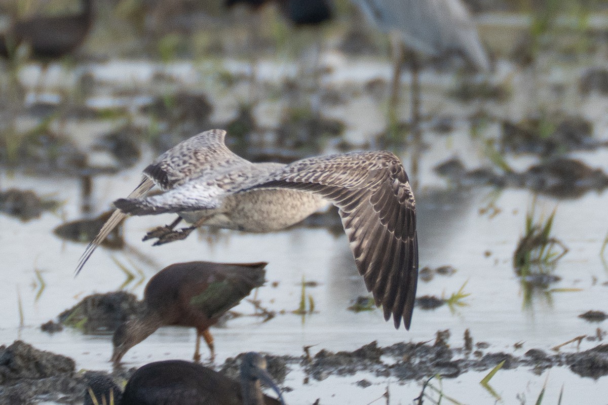 Yellow-legged Gull - ML646235005