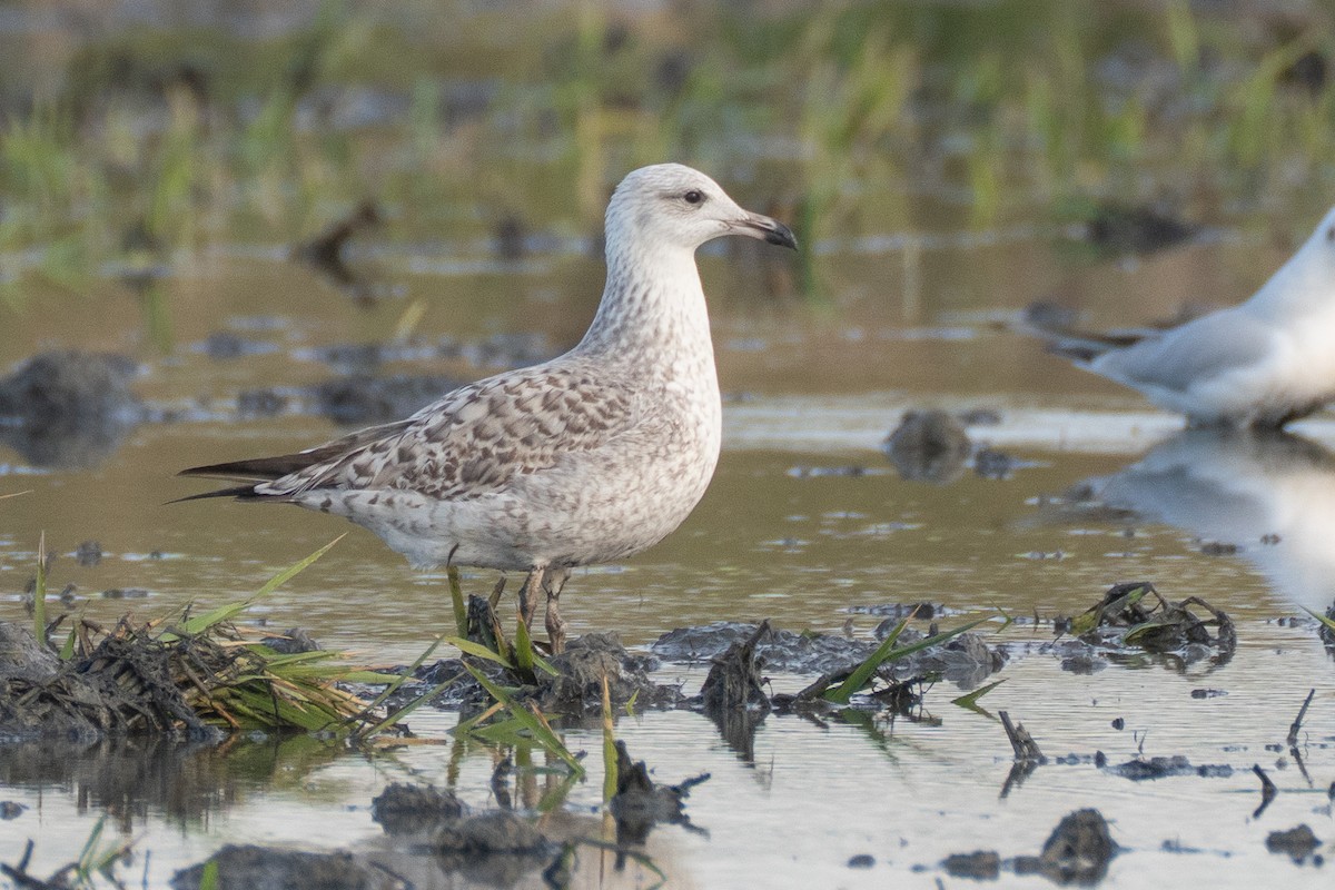 Yellow-legged Gull - ML646235006