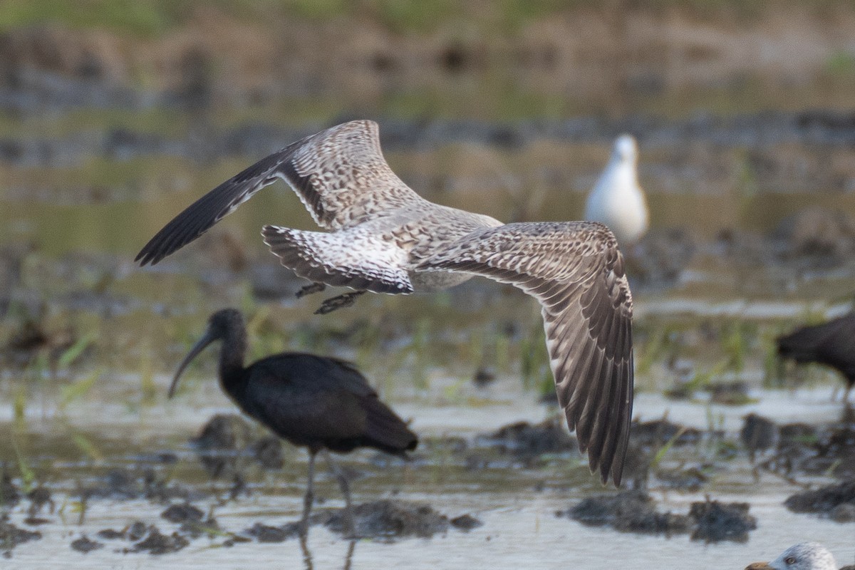 Yellow-legged Gull - ML646235007