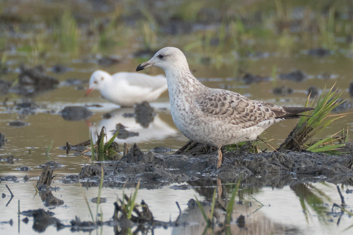 Yellow-legged Gull - ML646235009