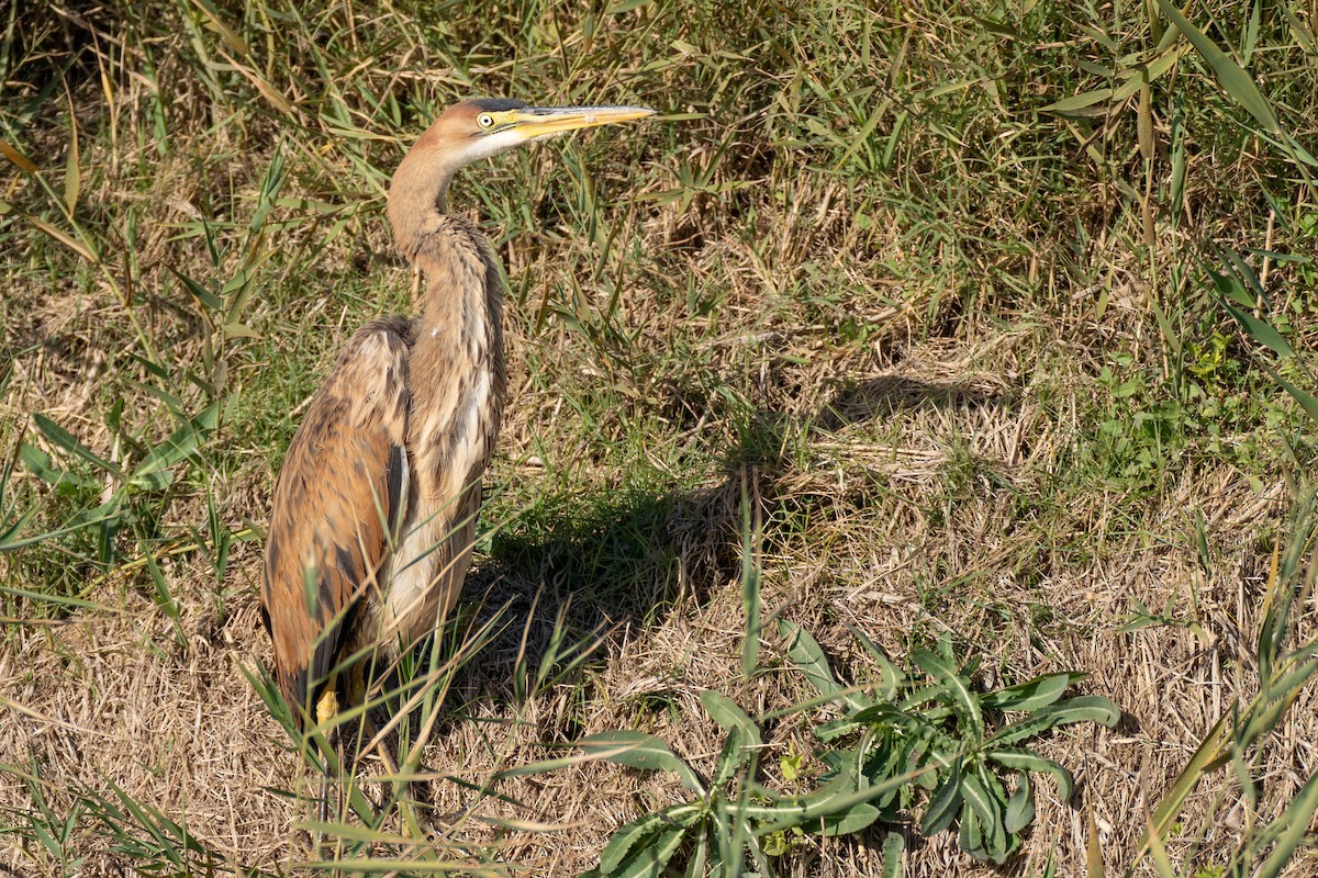 Purple Heron - ML646235013