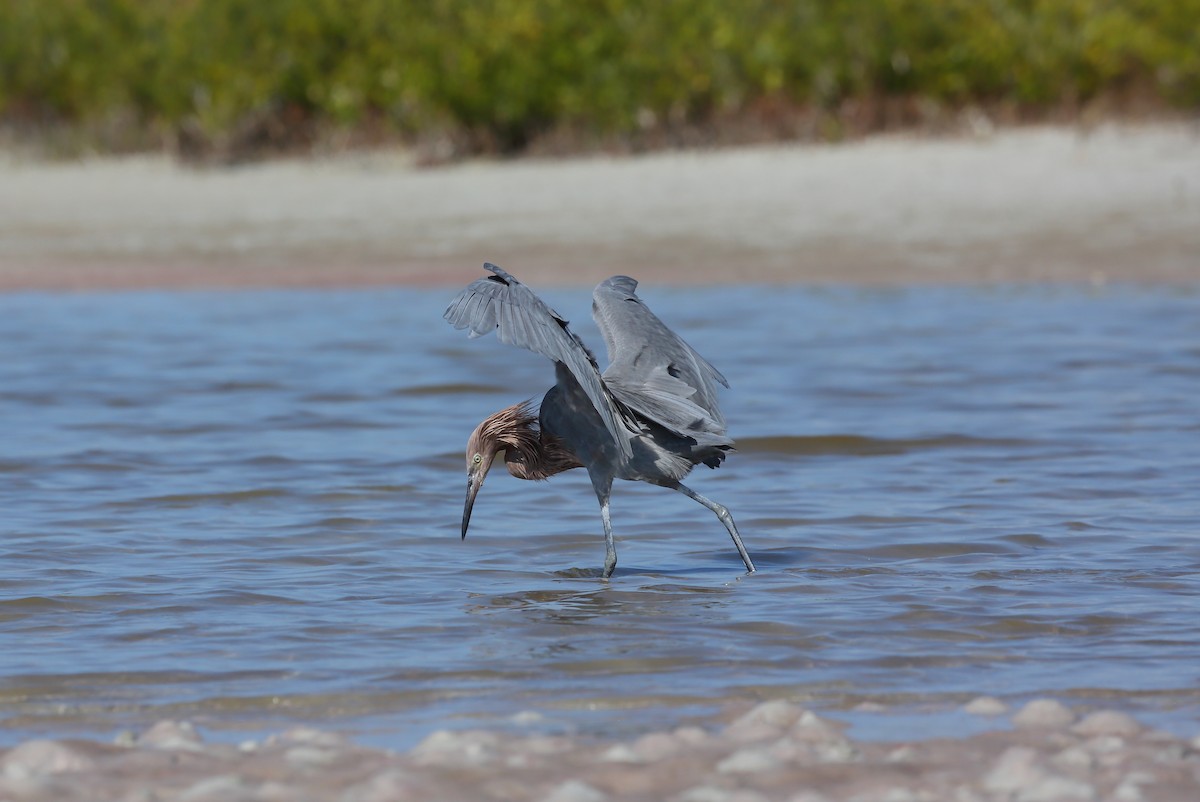 Reddish Egret - ML646235014