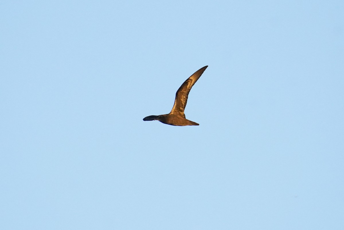 Henderson Petrel - ML646235015