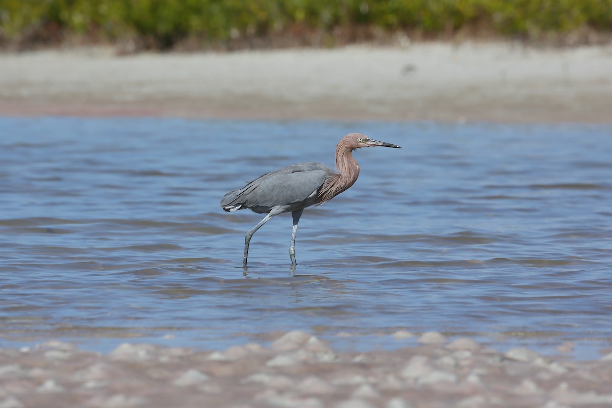 Reddish Egret - ML646235017