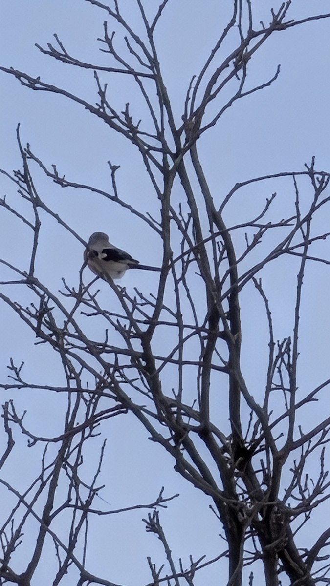 Northern Shrike - ML646235018
