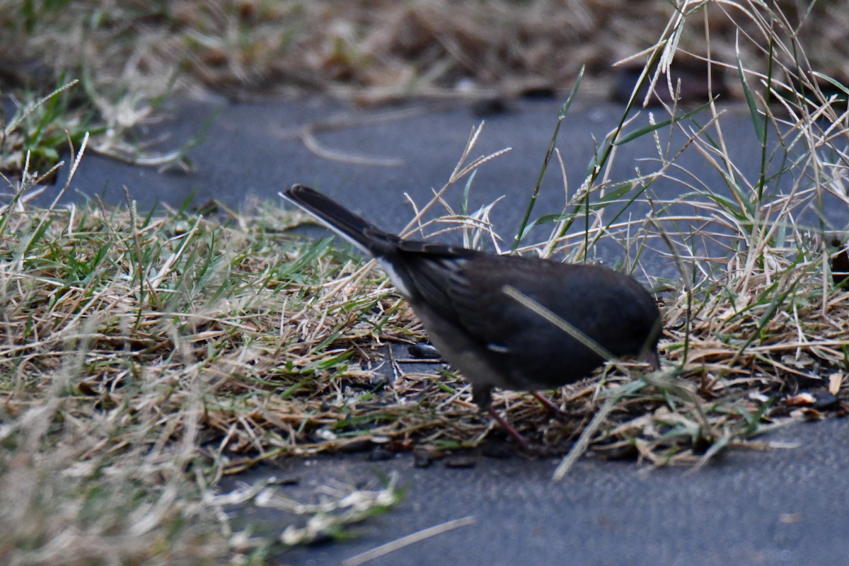 Dark-eyed Junco - ML646235019
