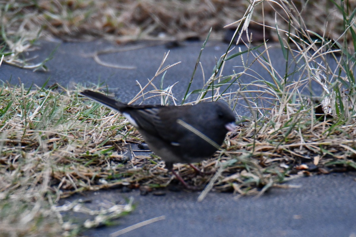 Dark-eyed Junco - ML646235020
