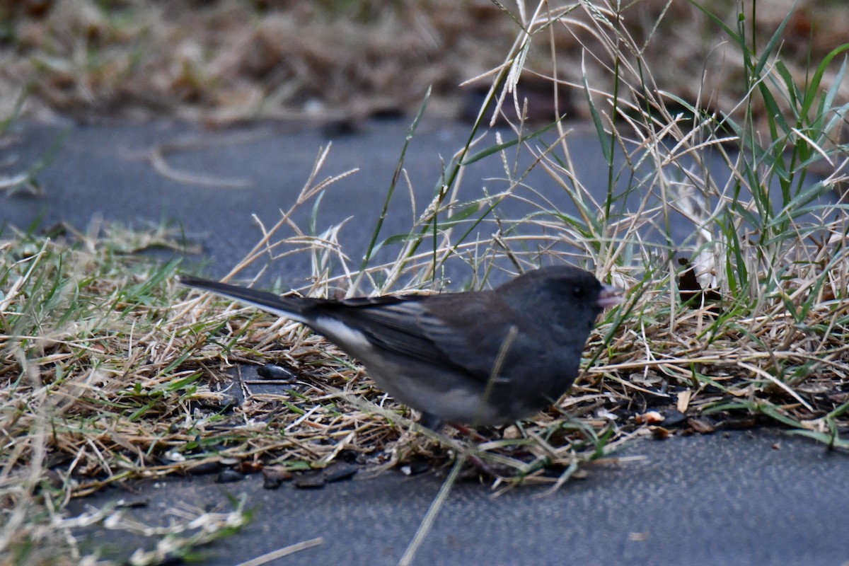 Dark-eyed Junco - ML646235021