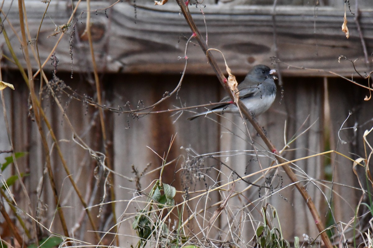 Dark-eyed Junco - ML646235022