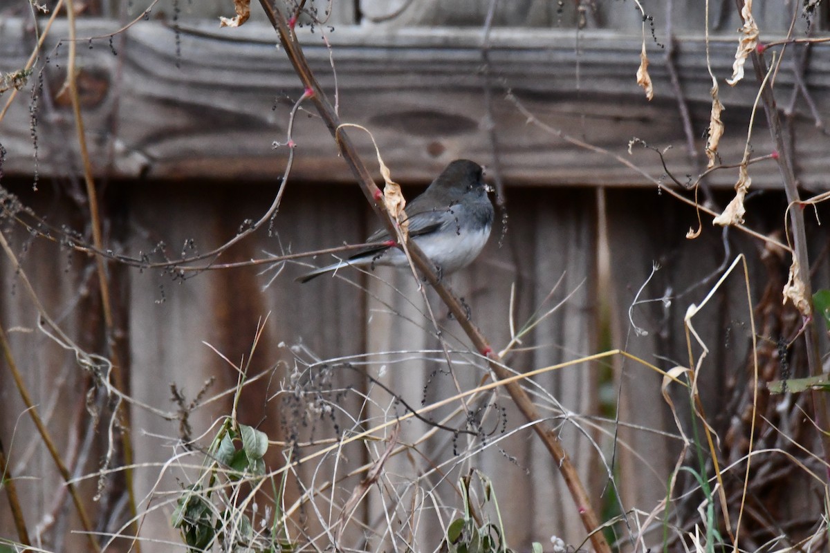 Dark-eyed Junco - ML646235023