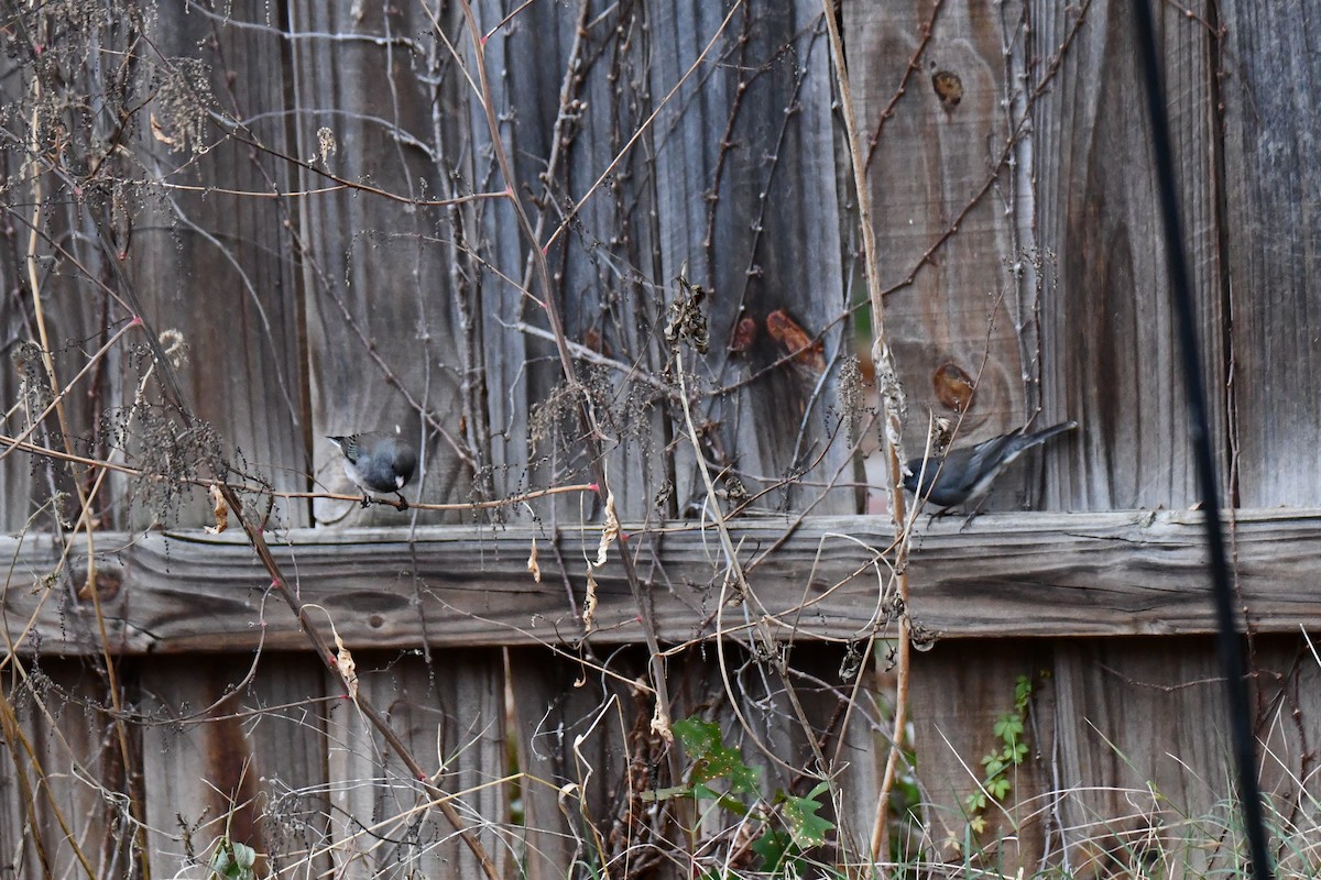 Dark-eyed Junco - ML646235024