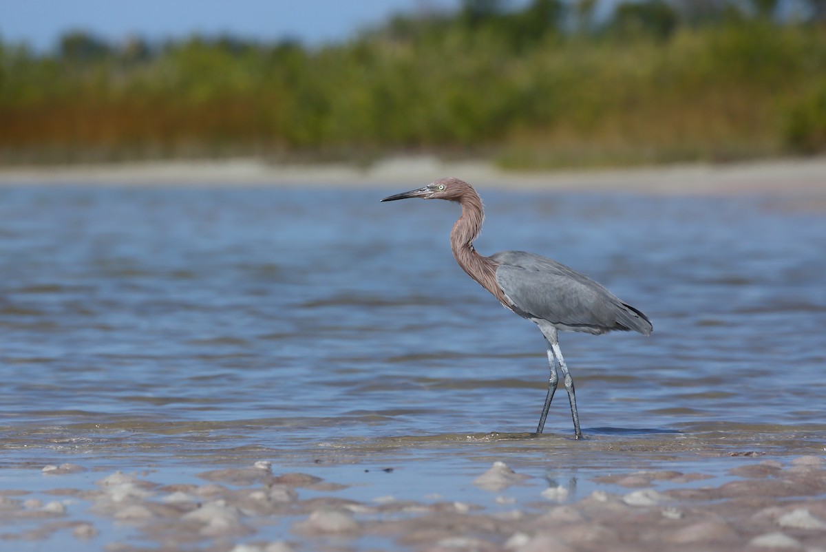 Reddish Egret - ML646235026