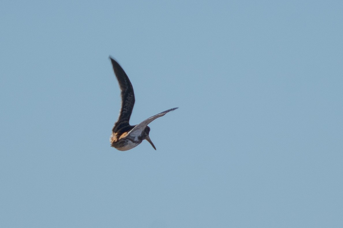 Jack Snipe - ML646235027